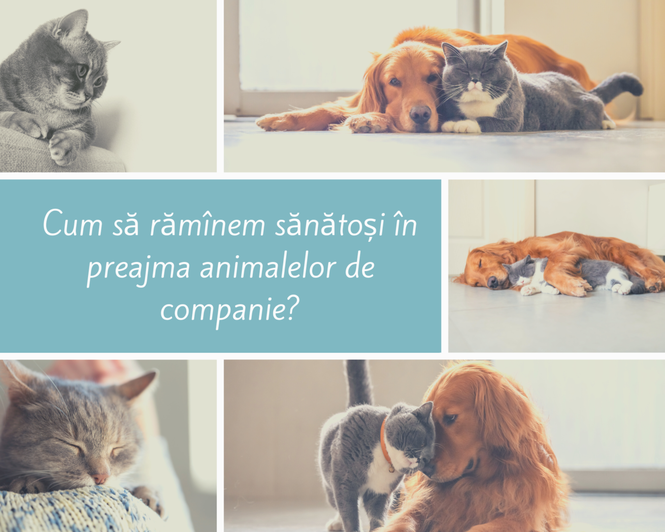 Cum să rămîi sănătos în preajma animalului de companie