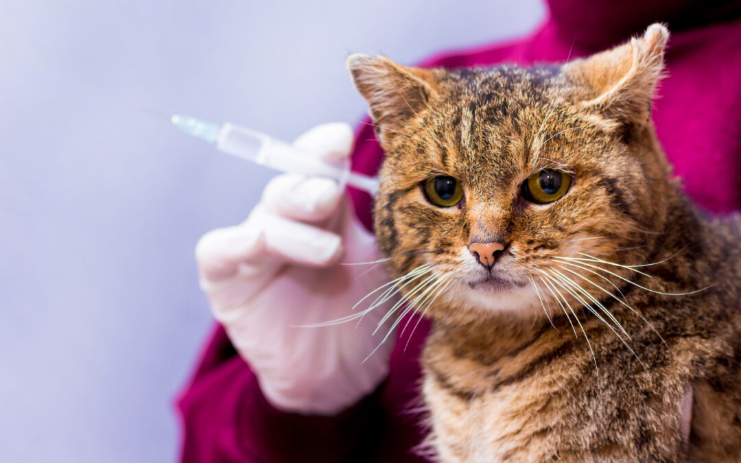 Animalele de companie și rezistența lor la antibiotice