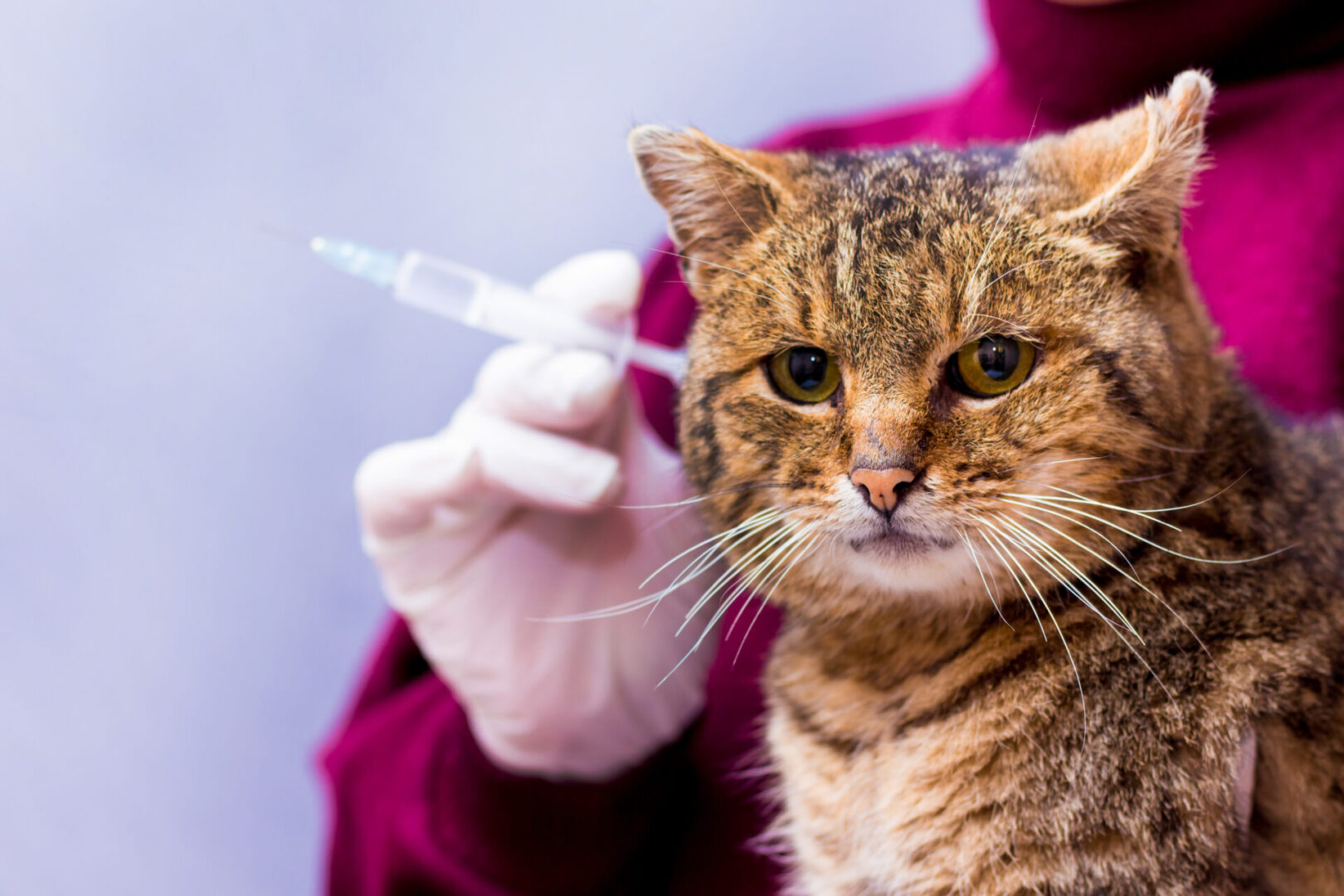 Animalele de companie și rezistența lor la antibiotice